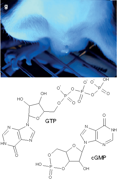 nahoře potkaní samec s penisem ztopořeným modrým světlem, vlevo dole GTP, vpravo dole cGMP