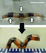 Fungování chemomechanického gelu, obr.Lee, B. P. and Konst, S. (2014), Novel Hydrogel Actuator Inspired by Reversible Mussel Adhesive Protein Chemistry. Adv. Mater.,doi: 10.1002/adma.201306137