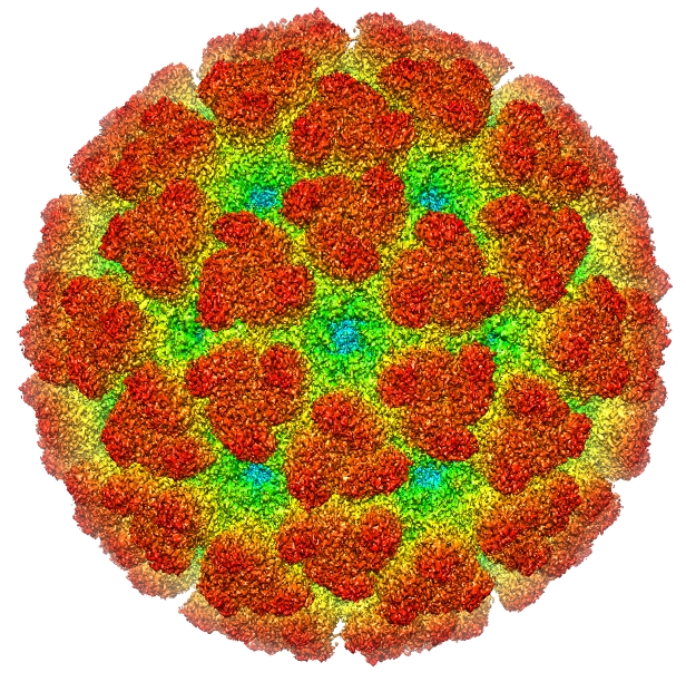 Rekonstrukce vzhledu viru nemoci chikungunya (A2-33, CC BY-SA 3.0 (http://creativecommons.org/licenses/by-sa/3.0), via Wikimedia Commons).