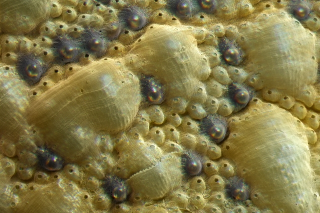 Detail štítu chroustnatky Acanthopleura granulate, foto MIT.