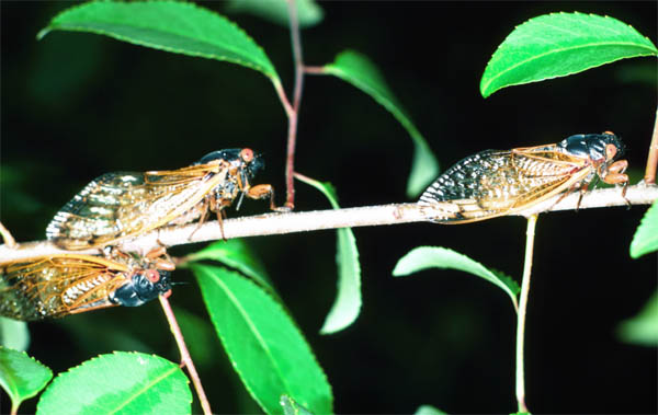 Dospělci cikády sedmnáctileté (foto Forestry Images)