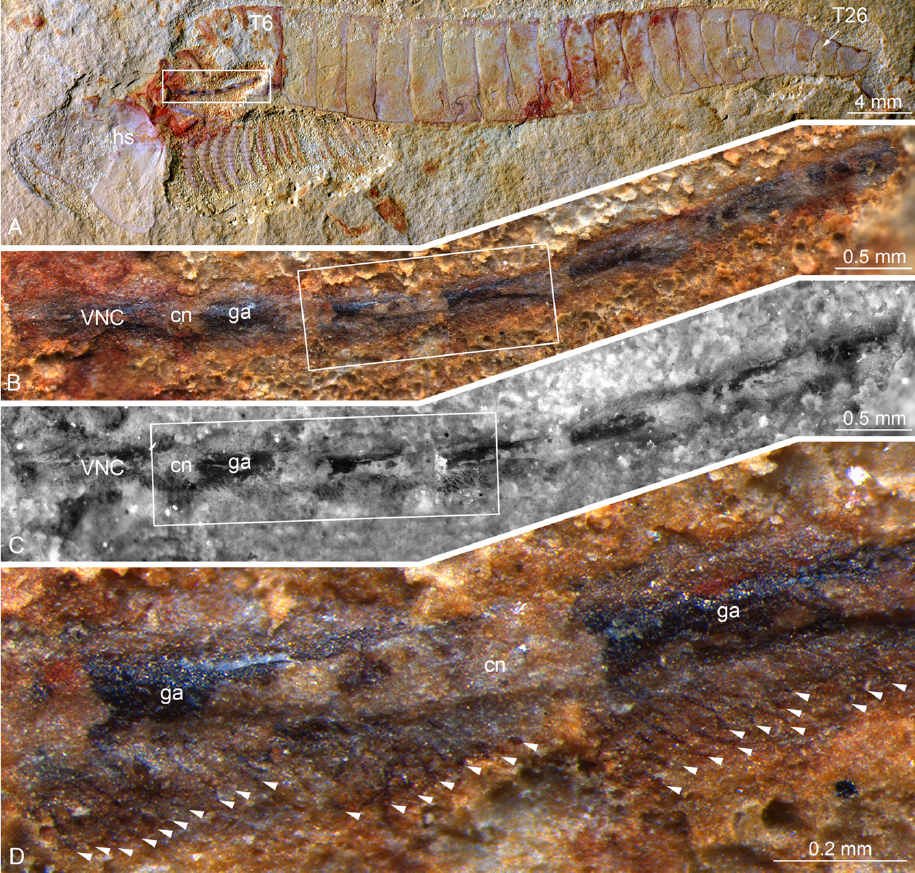 Na obrázku nahoře vidíme snímek jedné zkameněliny členovce Chengjiangocaris kunmingensis. Bílý obdélník vyznačuje zachovanou fosilizovanou nervovou tkáň. Její stále větší detaily najdeme na dalších snímcích seshora dolů. Snímek označený (C) byl pořízen fluorescenčním mikroskopem. Na spodním snímku (D) bílé šipky označují jednotlivá nervová vlákna vystupující z ganglií (foto J.Yang et al., Fuxianhuiid ventral nerve cord and early nervous system evolution in Panarthropoda, PNAS 2016 113 (11) 2988-2993; March 1, 2016).