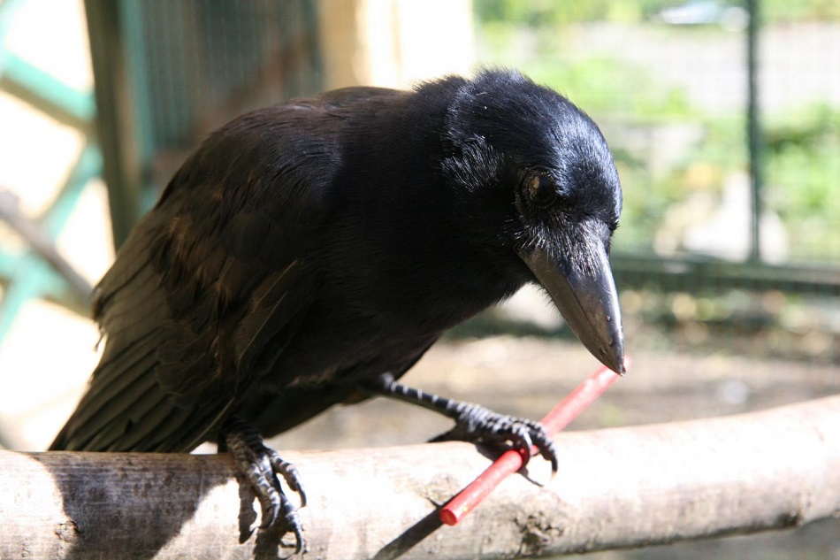 Vrána novokaledonská (Corvus moneduloides)  s jednoduchým nástrojem (Auguste von Bayern/Max-Planck-Institut für Ornithologie).