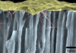 Průřez polemu spořádaných  uhlíkových nanotrubic. Jejich vršky pokrývá vrstva napařeného kovu. Snímek byl pořízen rastrovacím elektronovým mikroskopem (Northeastern University).