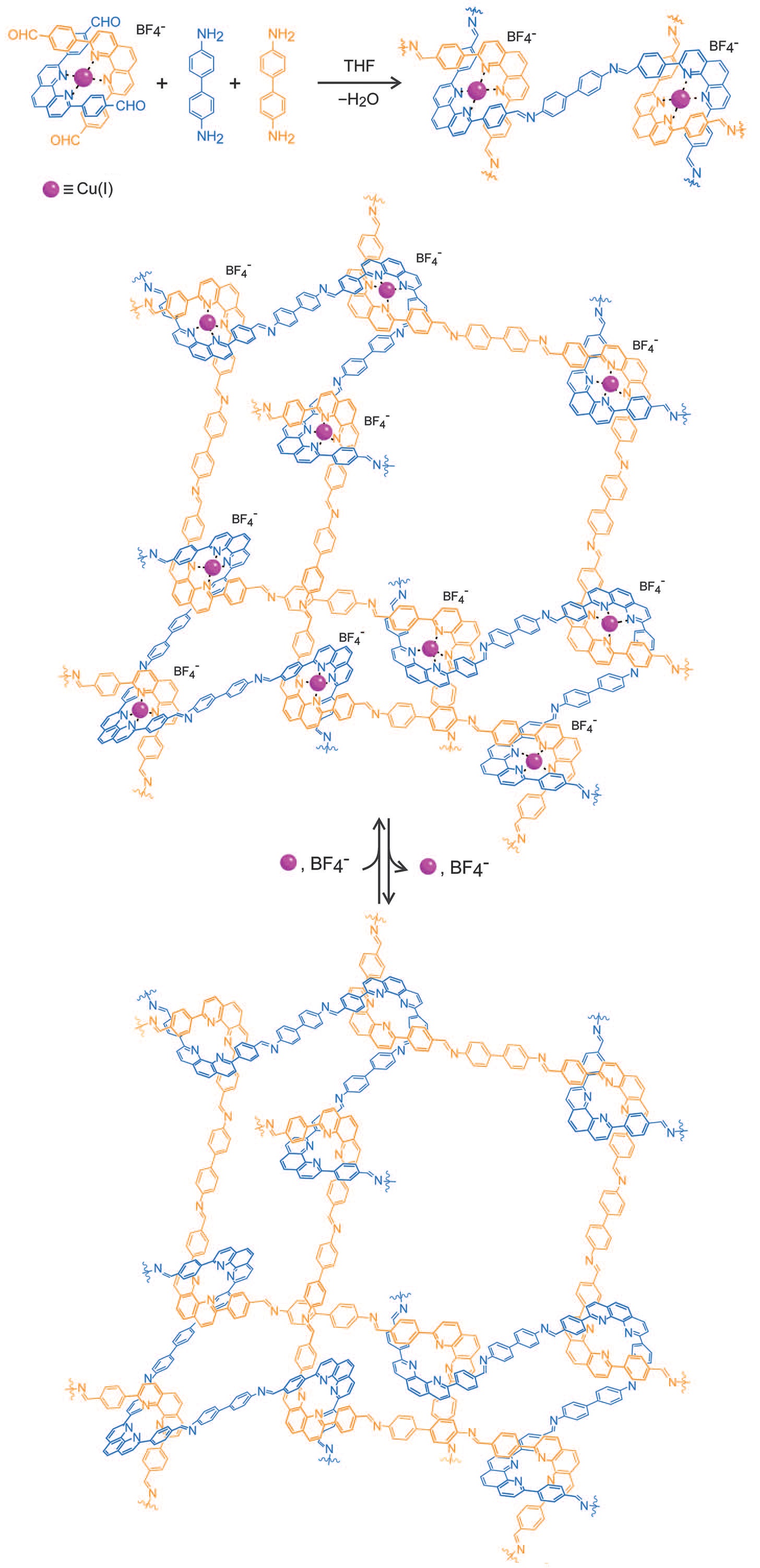 Postup syntézy tkané makromolekuly z horního levého rohu dolů, připravená struktura je znázorněna úplně dole, THF značí rozpouštědlo tetrahydrofuran, BF4- tetrafluoroboritanový aniont, měďné kationy znázorňují fialové kroužky, Y. Liu et al., Science 351, 365 (2016)