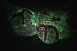 fluoreskující korál