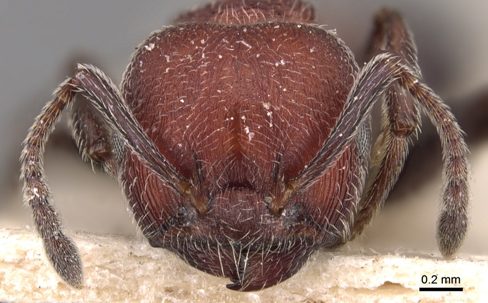 Mravenec Crematogaster mimosae, foto Will Ericson - AntWeb, CC BY-SA 3.0, https://creativecommons.org/licenses/by-sa/3.0/.
