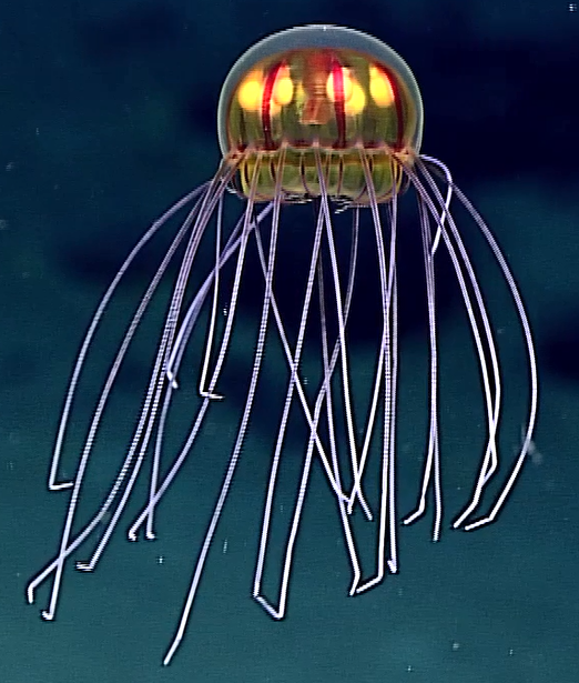 Nově objevená hlubinná medúza rodu Crossota (trachymedúzka), foto National Oceanic and Atmospheric Administration.