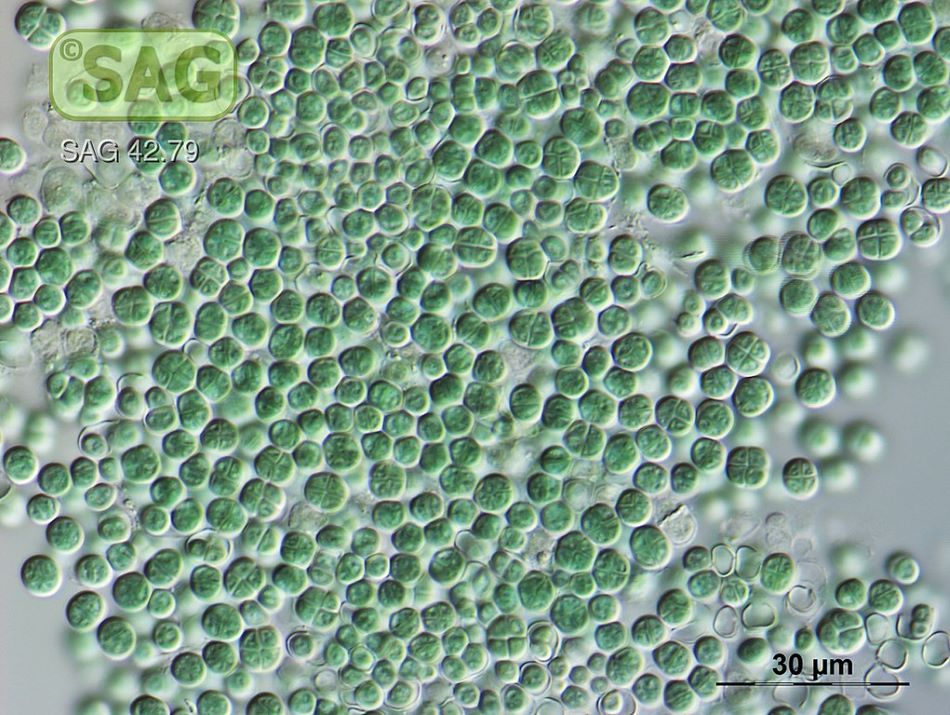 Sinice druhu Chroococcidiopsis thermalis, fotoT. Darienko /CC BY-SA (https://creativecommons.org/licenses/by-sa/4.0), https://commons.wikimedia.org/wiki/File:Chroococcidiopsis_thermalis.jpg. 