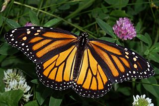 samička motýla danaus stěhovavý, Danaus plexippus, foto Kenneth Dwain Harrelson, Wikimedia Commons, GNU Free Documentation License 1.2.