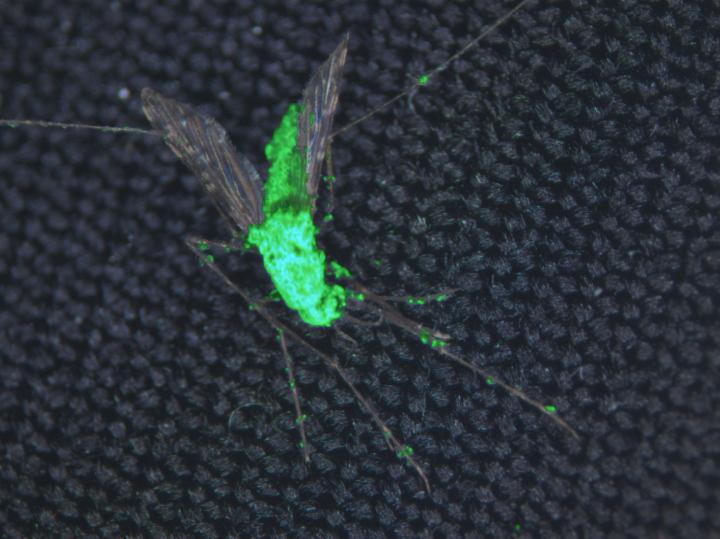 Snímek samičky komára Anopheles napadené a zahubené geneticky modifikovanou houbou M. pingshaense, která byla též upravena, aby produkovala zeleně fluoreskují bílkovinu,  foto Brian Lovett.