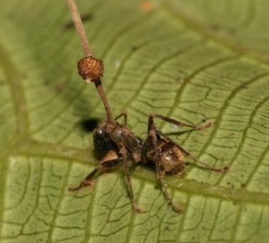 Plodnice houby vyrůstající z hlavy mrtvého mravence zakousnutého na spodní straně listu (foto Pontoppidan a kol., PLoS ONE. 2009; 4(3): e4835).