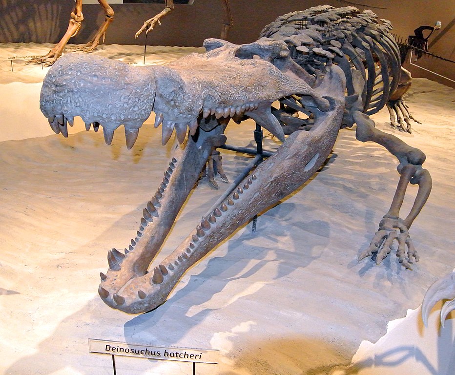 Fosilie krokodýla Deinosuchus hatcheri, Wilson44691 [CC0].