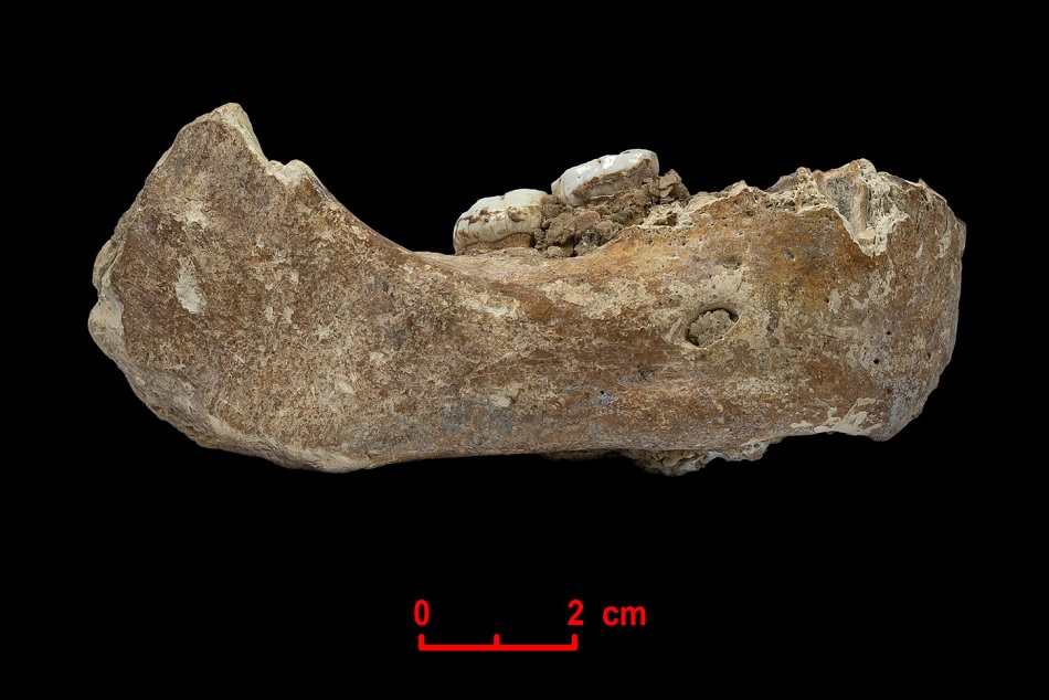 Zbytek spodní čelisti denisovana z jeskyně Baishiya, foto Dongju Zhang, Lanzhou University.