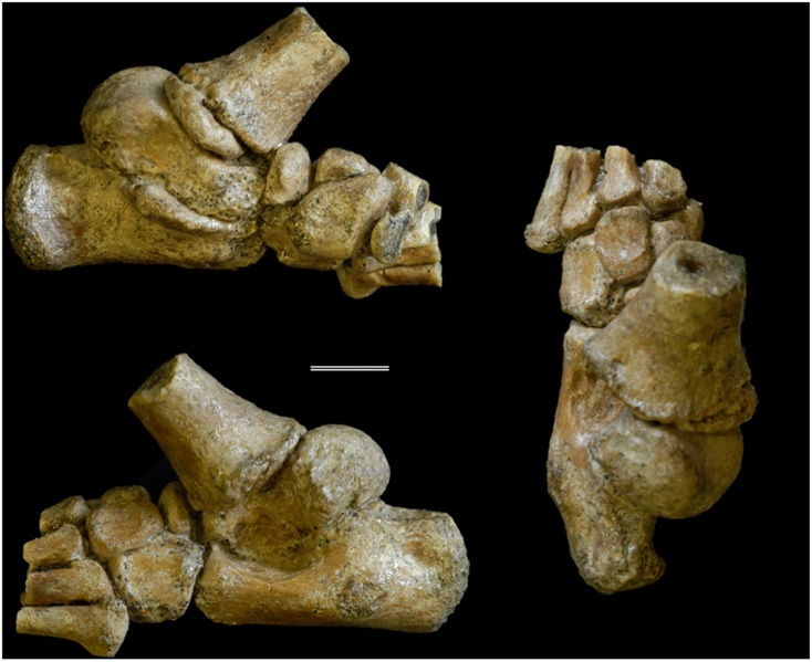 Pohled ze tří stan na fosilii chodidla dávného australopithečího děvčátka DIK-1-1f z etiopské Dikity. Vyznačená úsečka je 1 cm dlouhá. Foto Jeremy M. DeSilva et al., A nearly complete foot from Dikika, Ethiopia and its implications for the ontogeny and function of Australopithecus afarensis, Science Advances  04 Jul 2018: Vol. 4, no. 7, eaar7723, DOI: 10.1126/sciadv.aar7723, CC BY-NC, https://creativecommons.org/licenses/by-nc/4.0/.