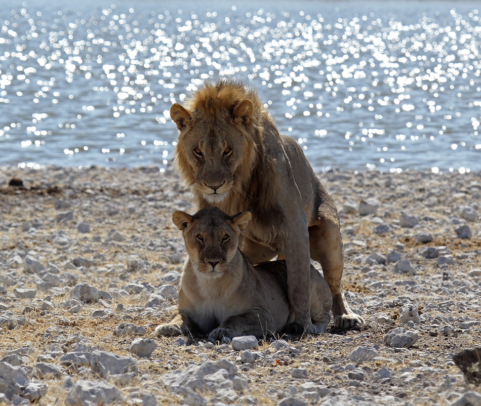 Lva odlišuje od lvice hříva lvice (foto Václav Ourednik, napajedlo v pánvi Etosha, severní Namibie).