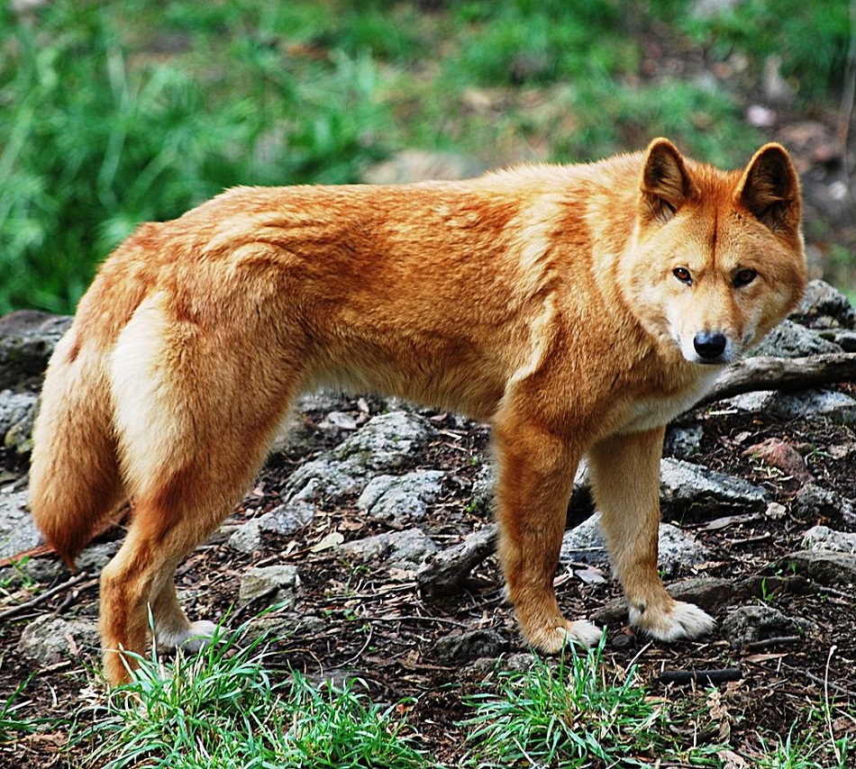 Dospělý pes dingo (Canis dingo), (Autor: Peripitus – BorgQueen na projektu Wikipedie v jazyce angličtina, CC BY-SA 3.0, https://commons.wikimedia.org/w/index.php?curid=32492065).