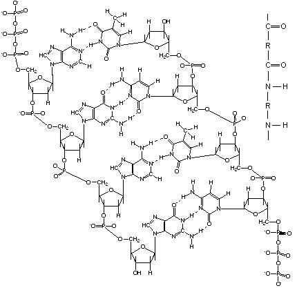 Porovnání struktury části makromolekuly DNA (vlevo) a nylonu (vpravo nahoře). R značí obecný uhlovodíkový řetězec.