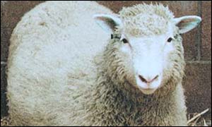 portrét ovce Dolly