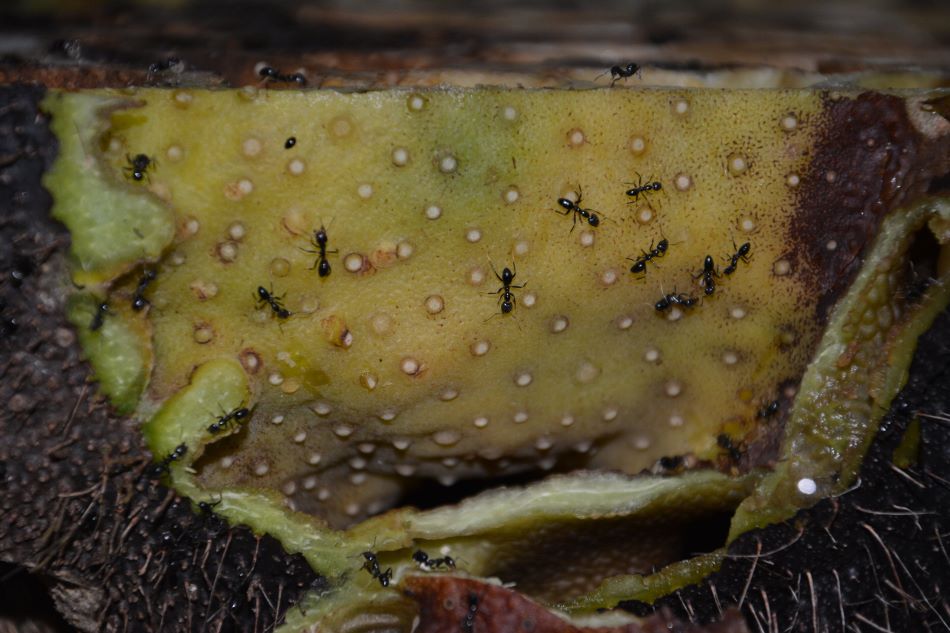 Řez domatiem mravenců Philidris nagasau na Squamellaria. Světlé flíčky představují mravenčí záchodky, foto University of Oxford.