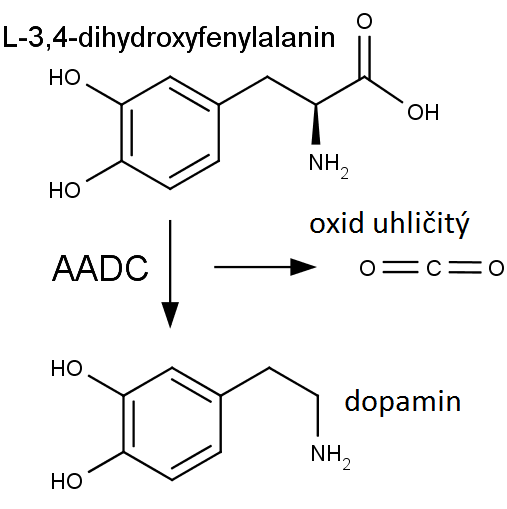 Přeměna L-3,4-dihydroxyfenylalaninu dekarboxylací na neurotransmiter dopamin pomocí dekarboxylázy AADC.