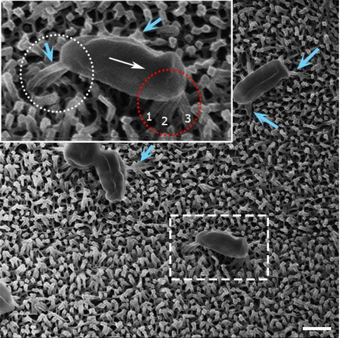 Na snímku elektronového mikroskopu vidíme bakterie Escherichia Coli hynoucí na nanostrukturách na křídlech vážky Orthetrum villosovittatum. Délka úsečky je 500 nm, foto ACS Appl. Mater. Interfaces 2017,  9, 8, 6746-6760