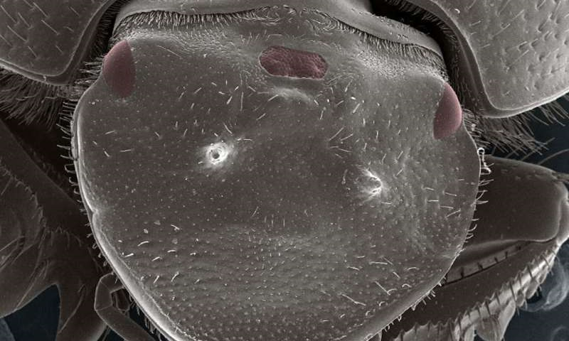 Mikroskopický snímek hlavy brouka vrubouna s ektopickým okem nahoře uprostřed. Normální oči jsou po stranách hlavy (foto Eduardo Zattara)