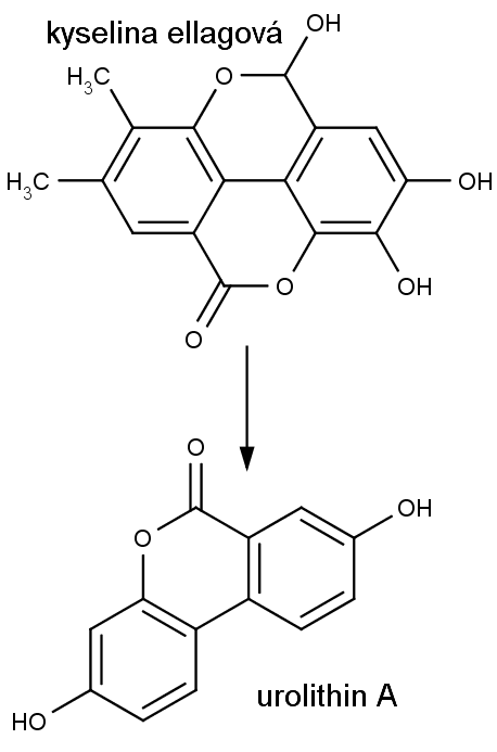 Nahořel struktura kyseliny ellagové, dole urolithinu A.
