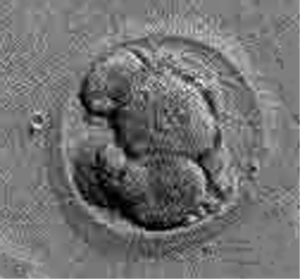 embryo získané parthenogenezí (foto ACT)