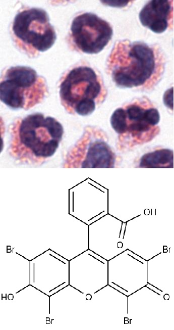 Nahoře eosinofilní granulocyty (foto University of Manchester), dole chemická struktura barviva eosinu.