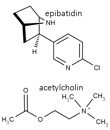 Nahoře chemická struktura toxinu epibatidinu, dole neurotransmiteru acetylcholinu.