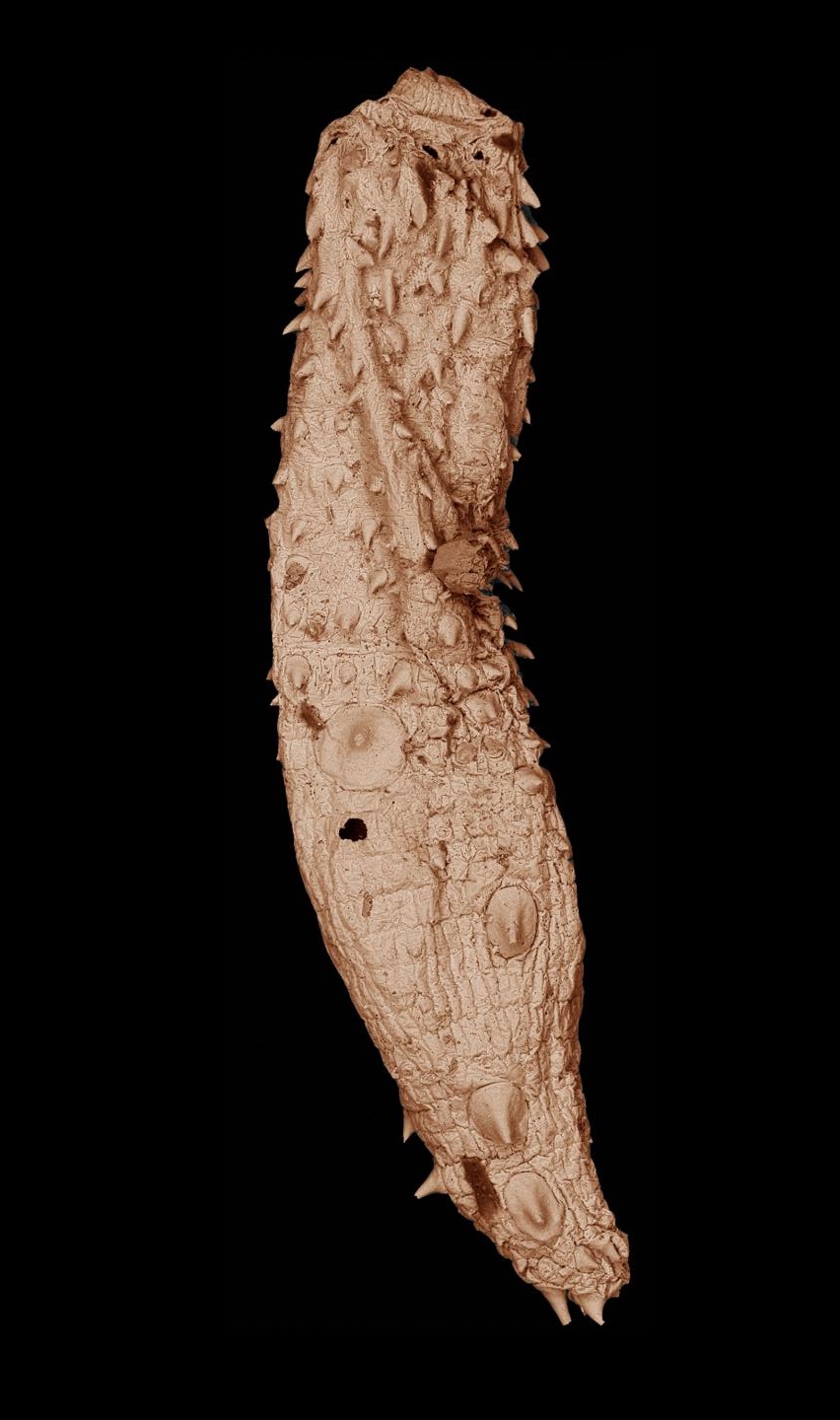 snímek fosilie Eokinorhynchus rarus pořízený elektronovým mikroskopem