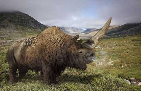 Nosorožec jednorohý Elasmotherium sibiricum, umělecká rekonstrukce, obr. Yenot.net.