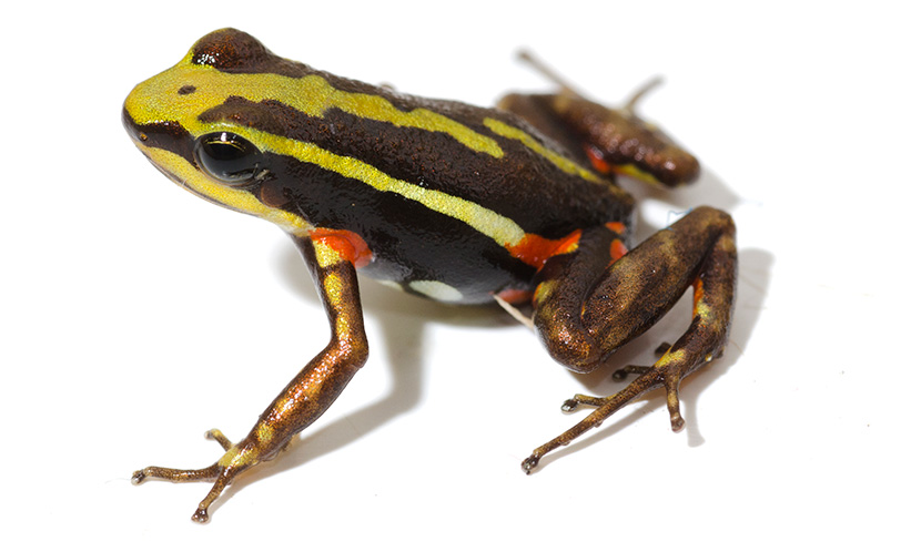 Pralesnička trojbarvá (Epipedobates tricolor, angl. phantasmal poison-arrow frog), David Cannatella/University of Texas at Austin.