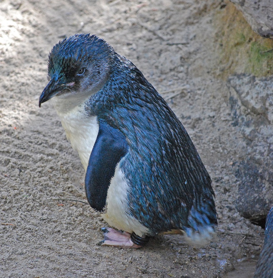 Tučňák nejmenší (Eudyptula minor) - fosilie jeho předků nacházíme až v pleistocenních vrstvách (foto Tanya Dropbear (originally posted to Flickr as Blue penguin) [CC BY 2.0 (http://creativecommons.org/licenses/by/2.0)], via Wikimedia Commons).