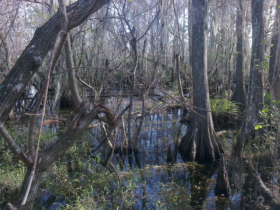 Stromy porostlá bažina v Everglades