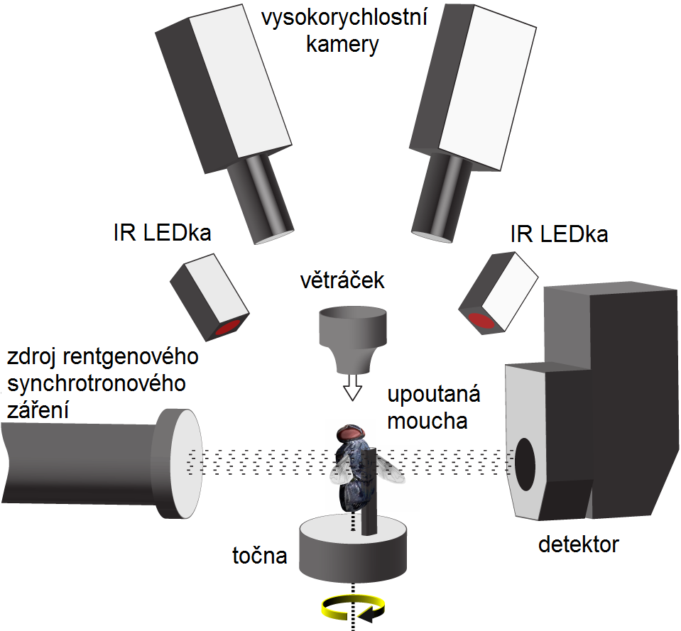 Uspořádání experimentu, Walker SM, Schwyn DA, Mokso R, Wicklein M, Müller T, et al. (2014) In Vivo Time-Resolved Microtomography Reveals the Mechanics of the Blowfly Flight Motor. PLoS Biol 12(3): e1001823. doi:10.1371/journal.pbio.1001823