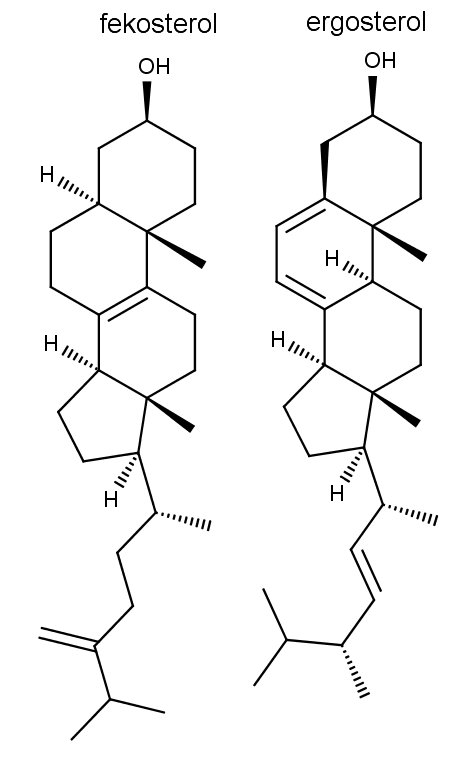 struktura fekosterolu (vlevo) a ergosterolu (vpravo)