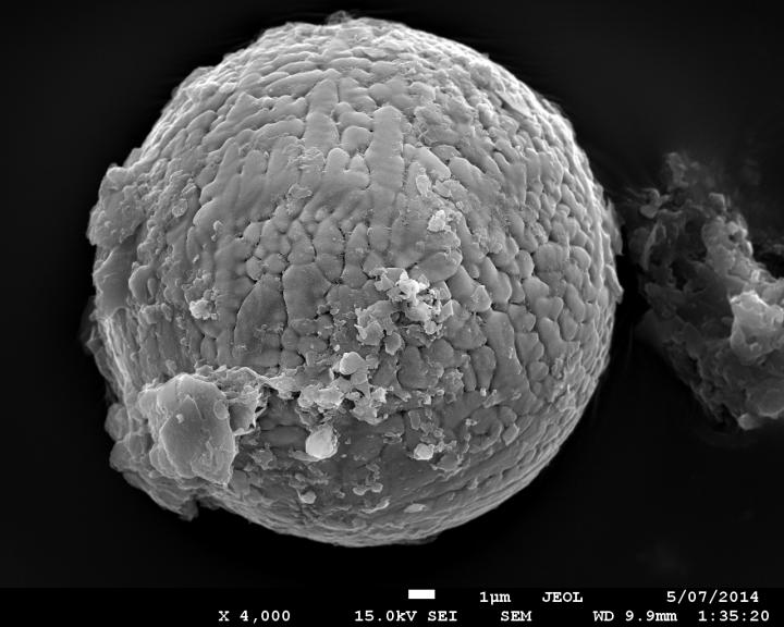 Jeden ze 60 zkoumaných mikrometeoritů na snímku elektronového mikroskopu (obr.Andrew Tomkins).
