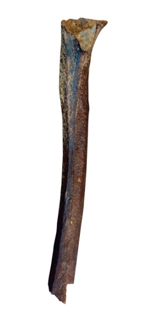femur nalezený Peristovem (foto Bence Viola, MPI EVA)