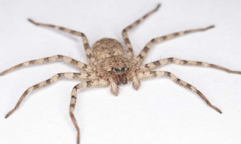 Selenopovitý pavouk na snímku Dr. Yu Zenga, University of California, Merced.