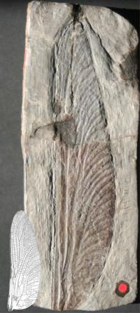 Zkamenělina křídla vážky Stephanotypus schneideri o délce 19,5 cm z doby před 300 miliony lety, kdy zdaleka nešlo o největší exemplář. Pro srovnání v levé dolní části obrázku je nakresleno největší nalezené křídlo vážky z doby před 65 miliony let (Obr. Wolfgang Zessin).