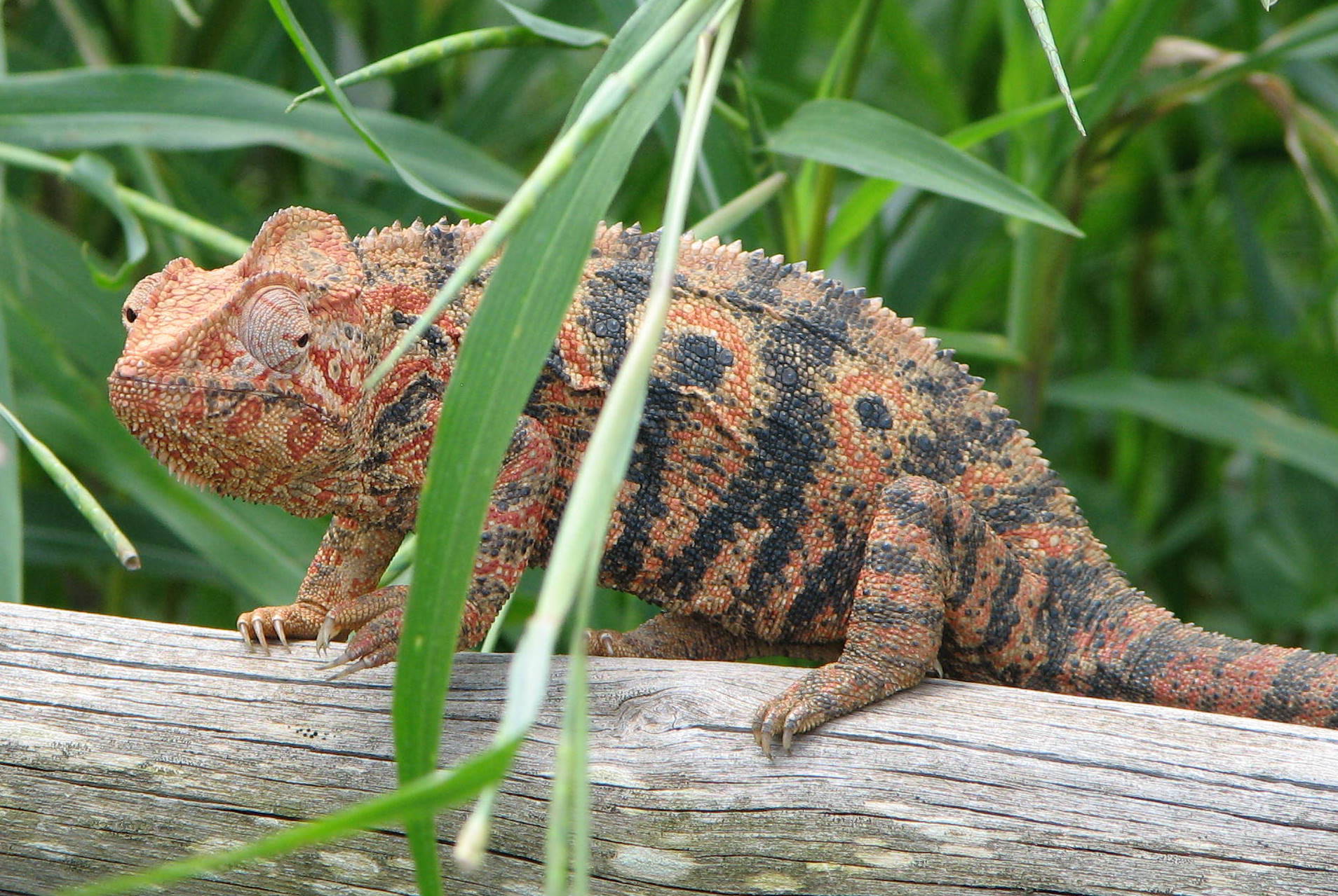madagaskarský chameleon obrovský (Furcifer oustaleti), foto Bernard Gagnon via Wikimedia Commons