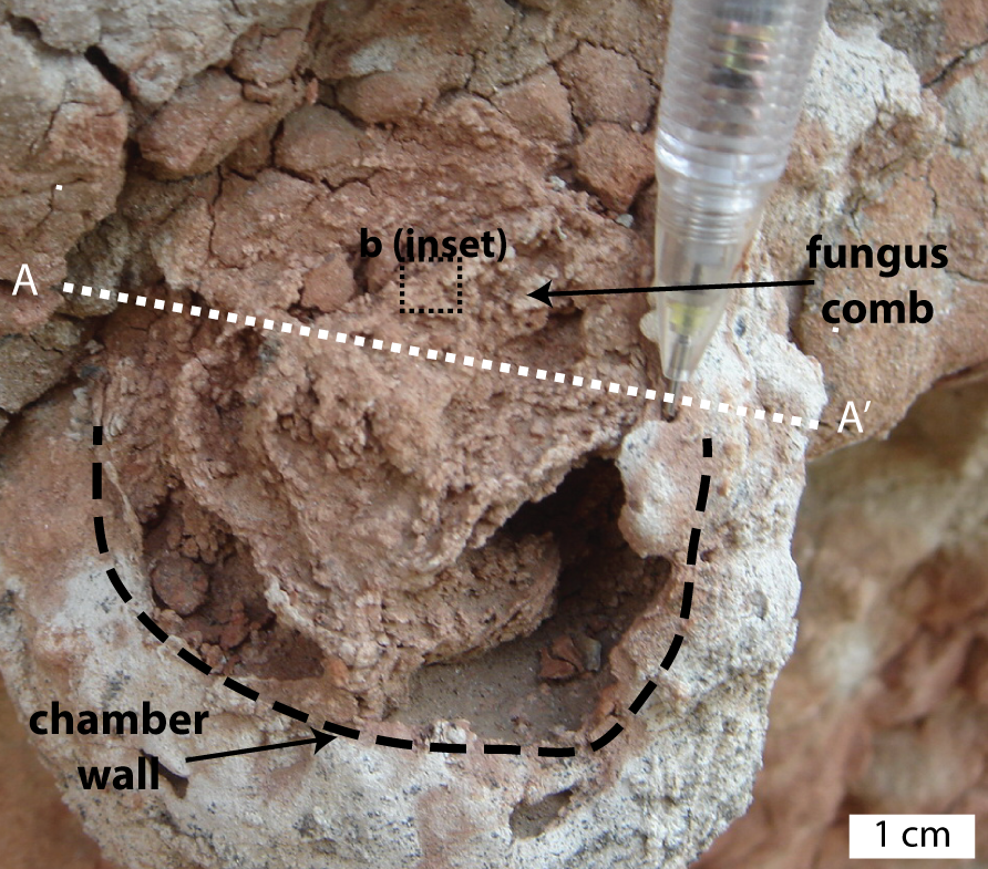 Zkamenělá termití pěstírna hub (E.M.Roberts, et al. (2016) Oligocene Termite Nests with In Situ Fungus Gardens from the Rukwa Rift Basin, Tanzania, Support a Paleogene African Origin for Insect Agriculture. PLoS ONE 11(6): e0156847. doi:10.1371/journal.pone.0156847).