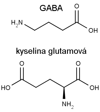 Chemická struktura neurontransmiterů GABA (nahoře) a glutamové kyseliny (dole).