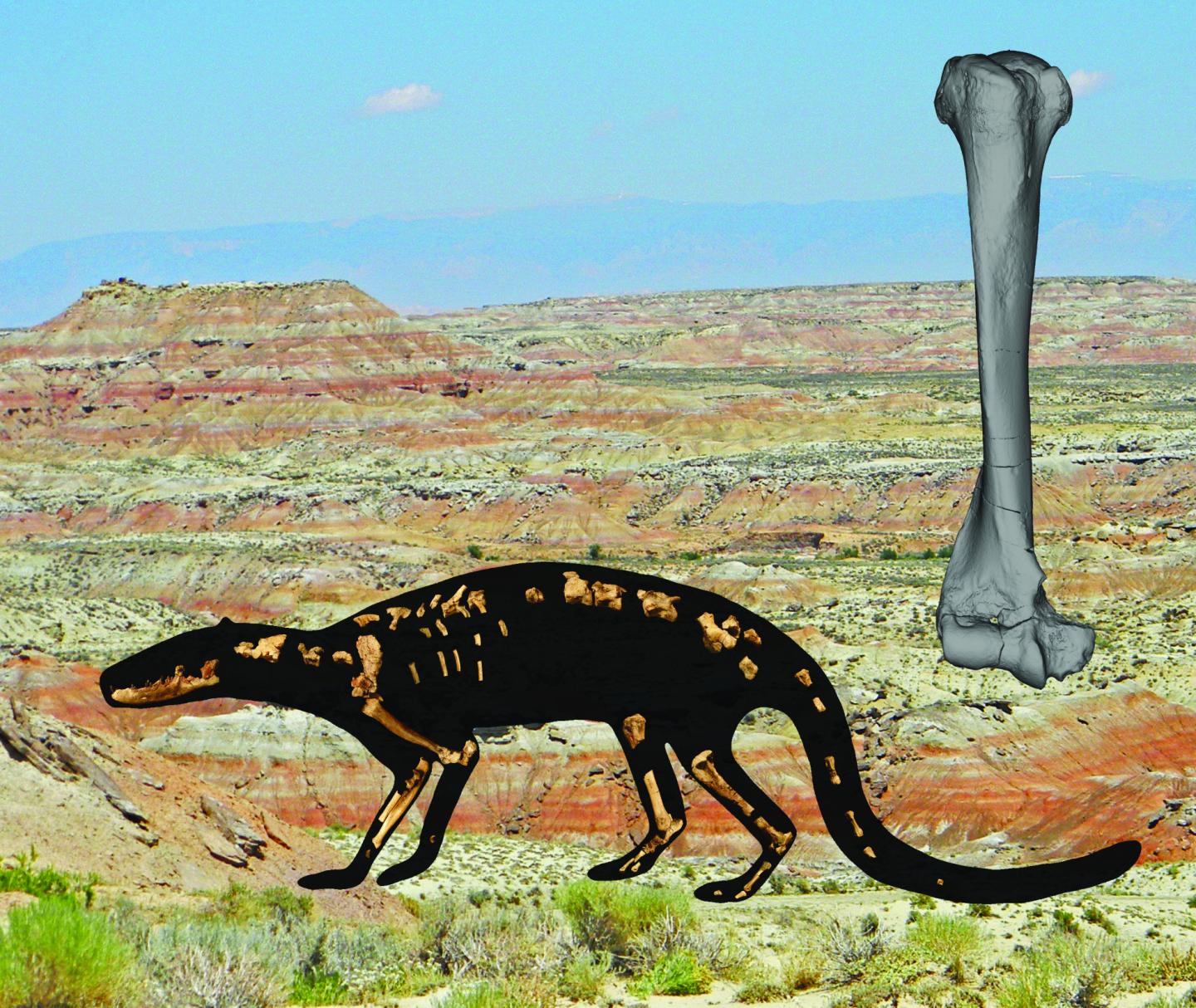 Náčrtek nalezené části kostry vsazený do obrysu celého živočicha  (Zack, S. P., and K. D. Rose. 2015. The postcranial skeleton of Galecyon: evidence for morphological and locomotor diversity in early Hyaenodontidae (Mammalia, Hyaenodontida),  Journal of Vertebrate Paleontology. DOI: 10.1080/02724634.2014.1001492). Vpravo nahoře dlouhá kost hrudní končetiny (humerus). Na pozadí pohled na  naleziště - lokalitu Willwood v jižní části povodí řeky Bighorn ve Wyomingu.