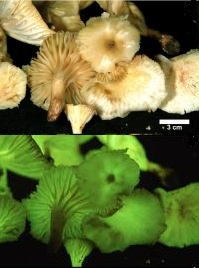 Neluminující (nahoře) a luminující (dole) houba Neonothopanus gardneri. Bílá úsečka je 3 cm dlouhá. Foto Cassius V. Stevani,USP, Brazilie