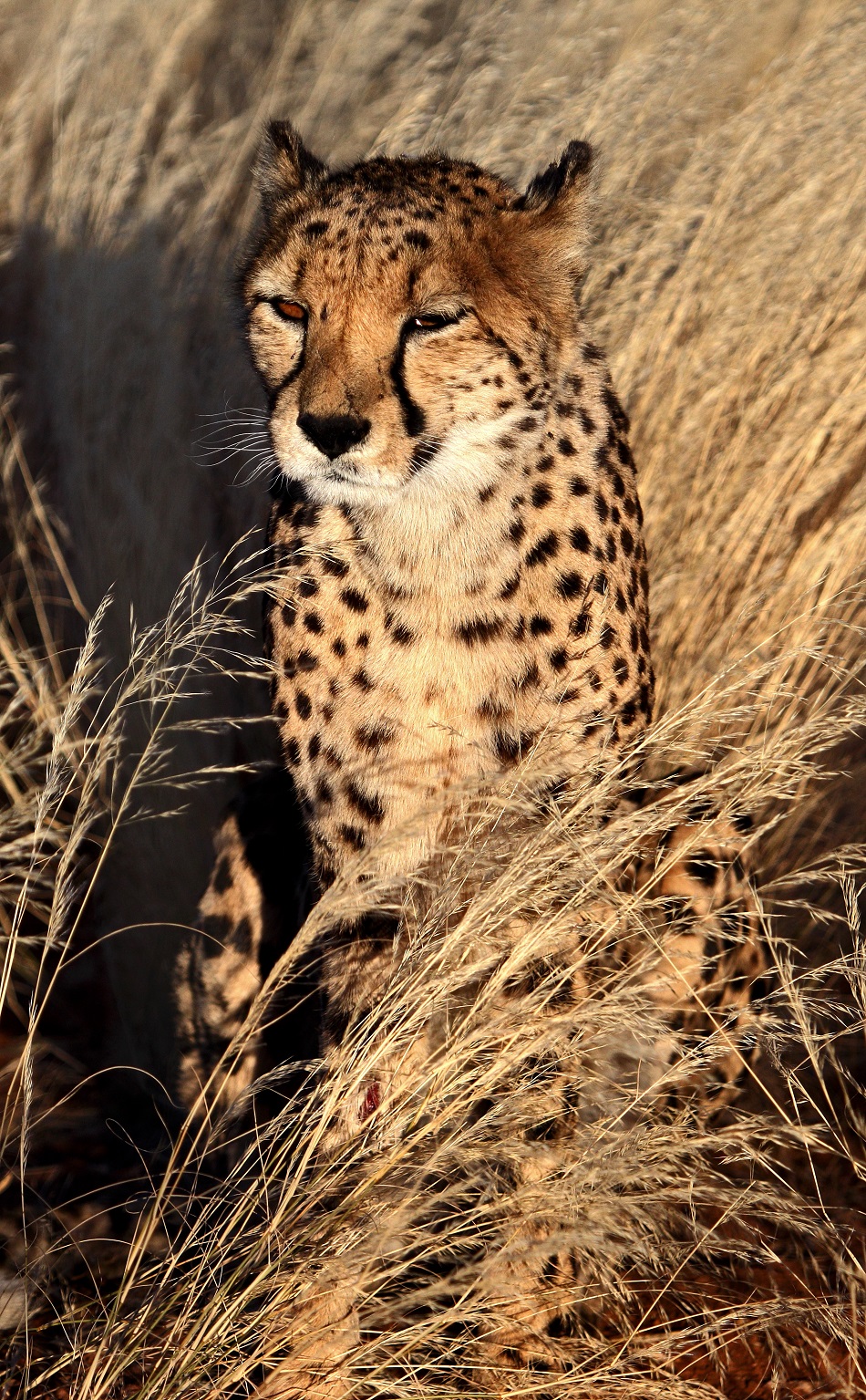 Gepard štíhlý ze střední Namibie na fotografii Václava Ourednika.