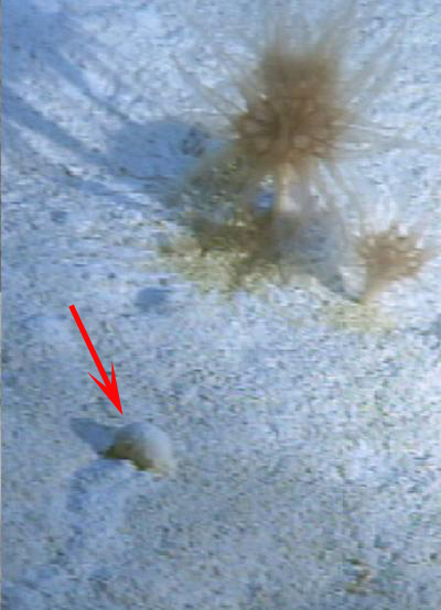 Prvok Gromia sphaerica (označena šipkou) pohybující se po mořském dně. Foto Dr.Mikhail Matz, University of Texas v Austinu.