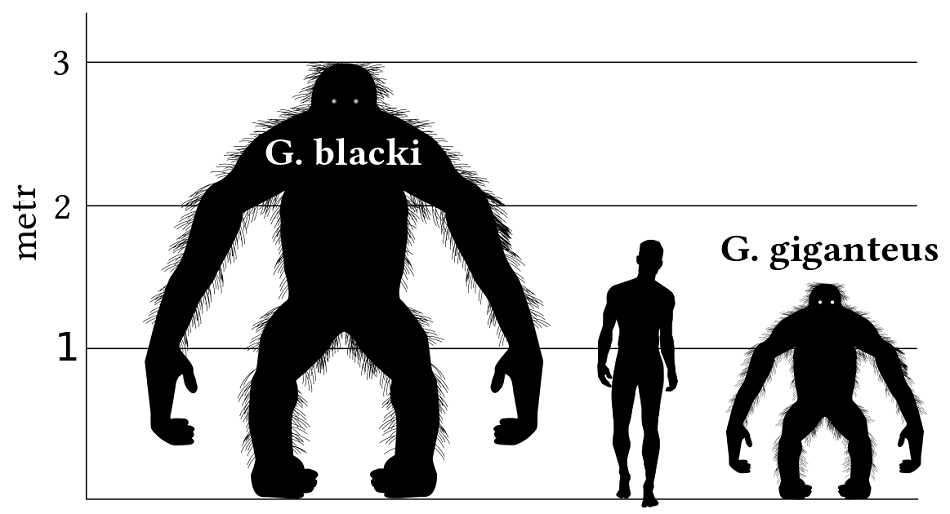 Porovnání 180 cm vysokého člověka s jedinými dvěma známými druhy rodu Gigantopithecus, většího G.blacki a menšího G.giganteus, obr. Discott [CC BY-SA 3.0 (https://creativecommons.org/licenses/by-sa/3.0)].